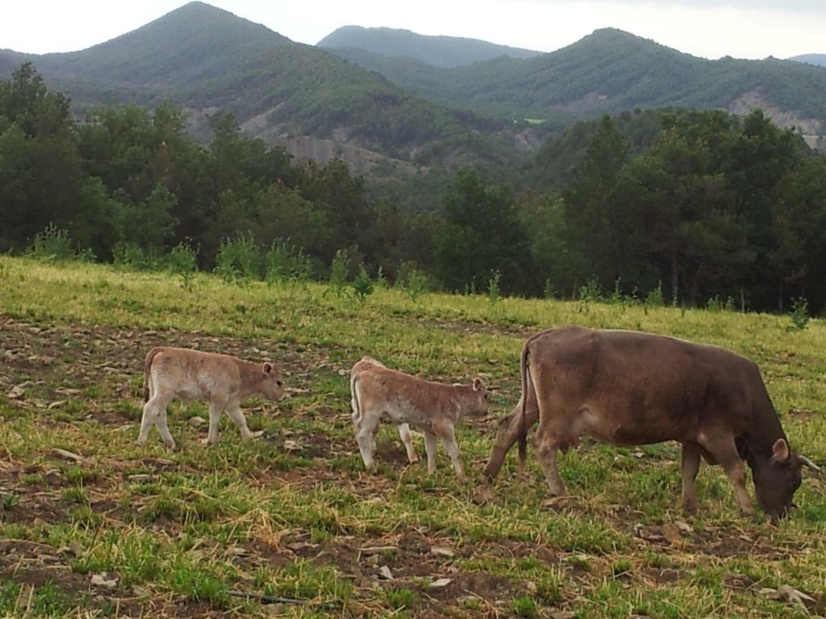 Casa Encuentra, En El Pirineo Al Lado De Ainsa ξενώνας El Pueyo de Araguás Εξωτερικό φωτογραφία